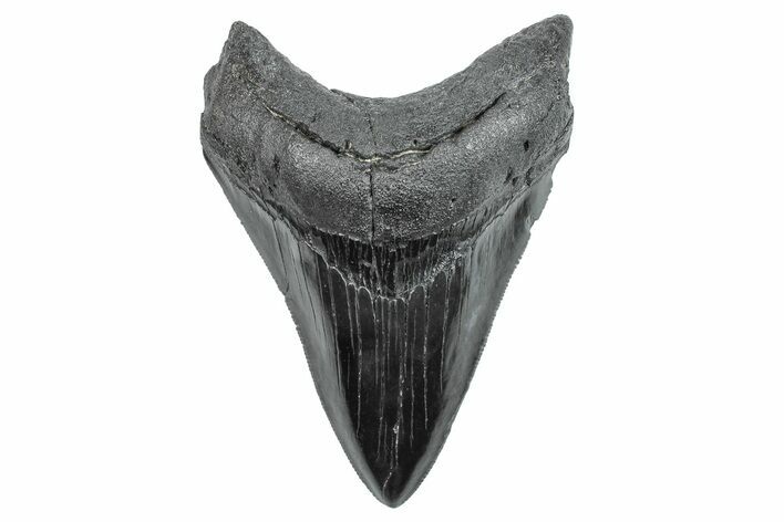 Serrated, Fossil Megalodon Tooth - South Carolina #284254
